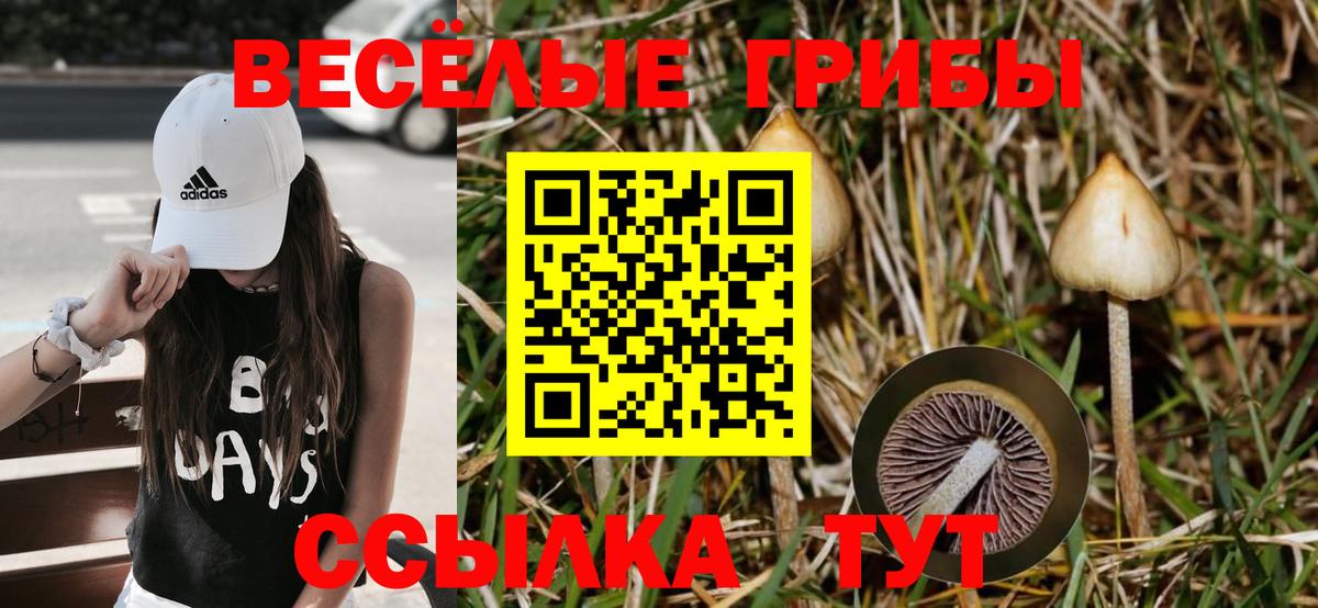 Псилоцибиновые грибы Psilocybine cubensis Усолье-Сибирское